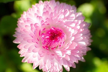 Daisy flower close-up. Dew on a flower. Wallpapers for your desktop.