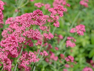 Blühende Spornblume, Centranthus ruber, Nahaufnahme