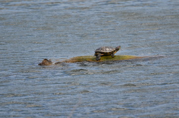 Turtle in the lake