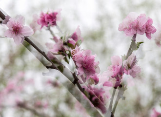 peach in blossom in the park