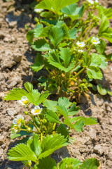 strawberries bloom in the garden