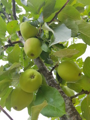Apple hanging in apple tree