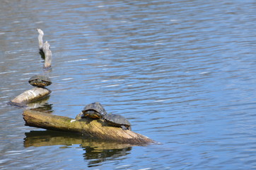 Turtle in the water