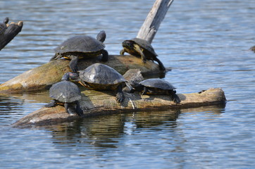 Fototapeta premium Tortoise