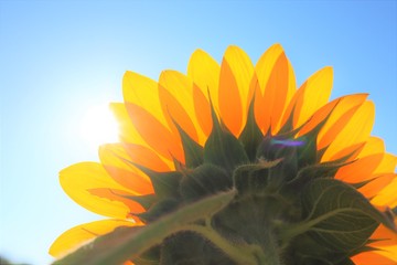 後ろから見たひまわり