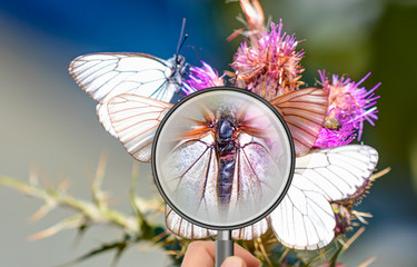 White butterfly (Aporia crataegi) and flower under magnifier glass - Group of black-veined white...