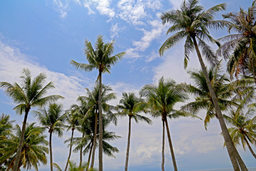 Palm trees with wide leaves against a blue sunny sky