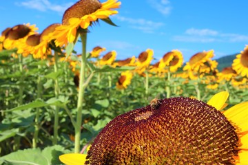 ミツバチとひまわり