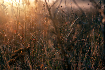 Obraz premium Dry grass in the field at dawn. Silhouette of plants against the background of dawn in summer. Plants on a field in the fog dawn morning