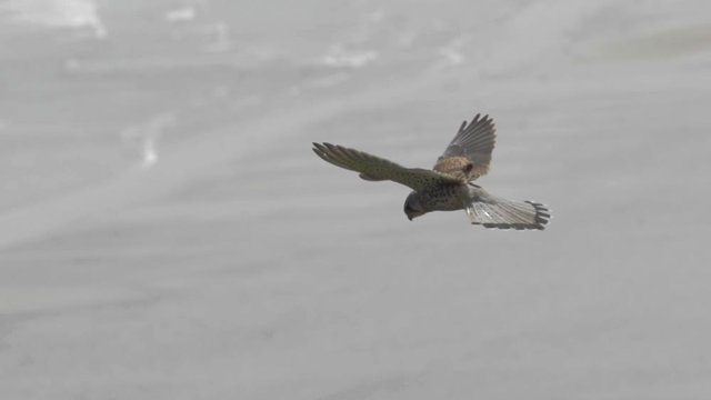 Common kestrel above a beach, hovering tail feathers spread, stationary flight
