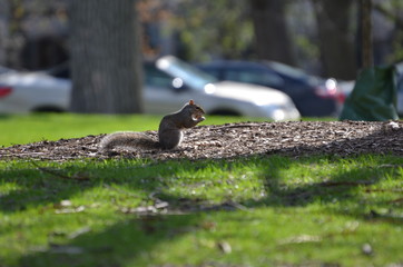 squirrel in the park