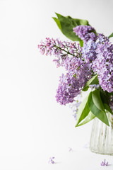 Purple lilac blossom standing in a glass vase on white background. Spring flowers still life with copy space