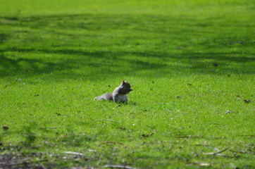 Squirrel