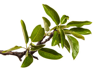 pear tree branch with green leaves on a white background