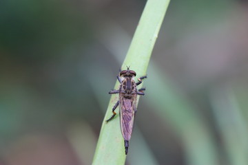 Insect on leaf which is found rarely on garden