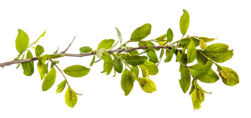 branch of wild apple tree with green leaves on a white background