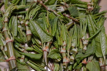Surowiec zielarski, zebrane młode pędy rdestowca ostrokończystego, Reynoutria japonica