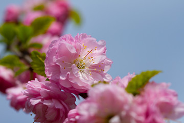 Blooming sakura flowers