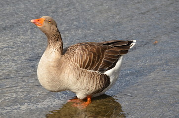 goose in the lake