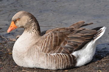 goose in the lake