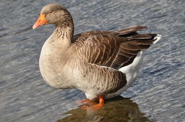 goose on the water