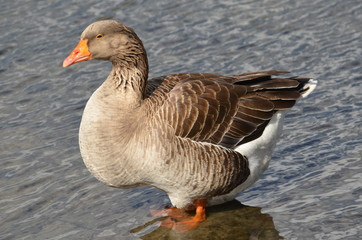 goose on the water
