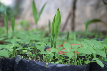 Arecanut plant which is budding grown in plantation