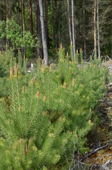 Młodnik z małymi sosnami w maju, młode pędy, Pinus © Ewa