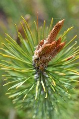 Młode pędy sosny w maju, Pinus, na syrop leczniczy © Ewa