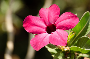 Desert Rose pink flower on soft background.