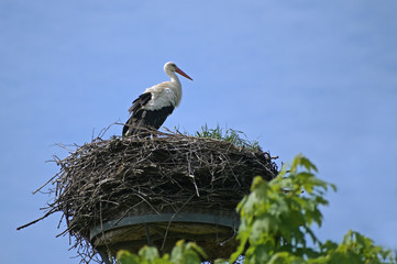 White stork (Ciconia ciconia) on the nest on a pole, the large bird is returned from the wintering grounds and waits for its partner, blue sky with copy space