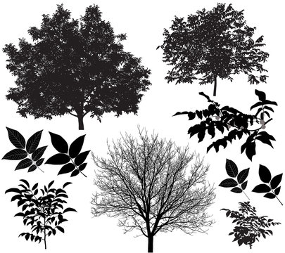 Collection of silhouettes of walnut trees and leaves
