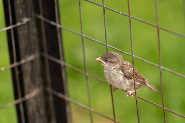 Junger Spatz bei seinen ersten Flugversuchen