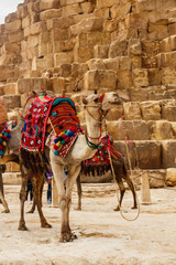 Bactrian camel with colorful saddle near Great Pyramids of Giza in Cairo, Egypt