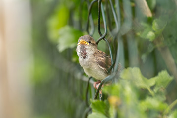 Kleiner Spatz sitzt im Zaun und ruft seiner Mama