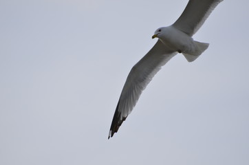 seagull flying in the sky