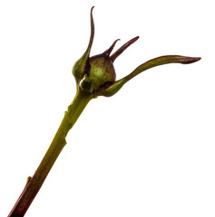 Obraz premium peony bush leaves with young bud closeup on a white background