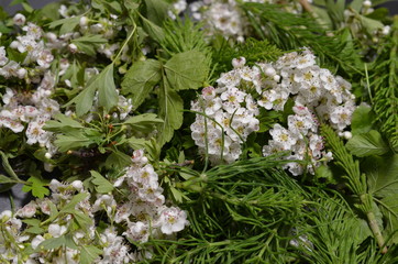 Surowiec zielarski, zebrane kwiaty głogu i młode pędy skrzypu, Crataegus i Equisetum 