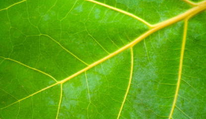 Close-up of leaf background and texture.