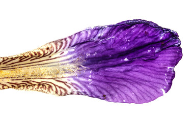flowering iris leaves close-up on a white background