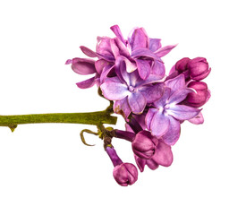 Obraz premium purple lilac flowers close-up on a white background