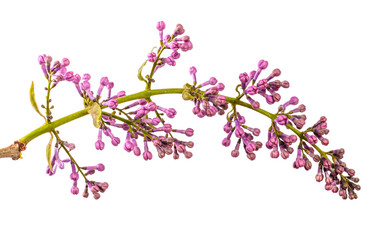 purple lilac flowers close-up on a white background