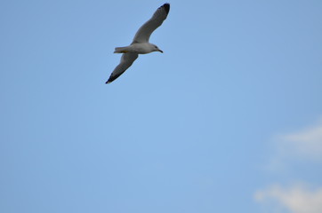 seagull flying in the sky