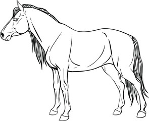 Horse coloring page in full growth