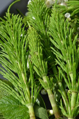 Skrzyp polny, Equisetum  - zerwany surowiec zielarski, młode pędy