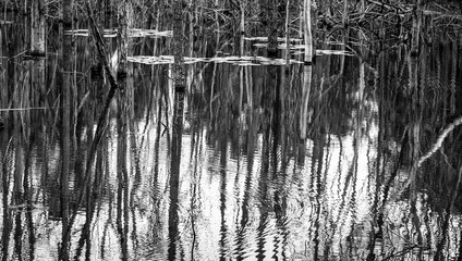 Dry wood stand in swamp with shadows reflection on water,white and black abstract background