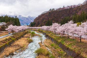 Amazing Cherry blossom in full Bloom.
In Japan, March and April are the best season for cherry blossom viewing.