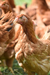 Poule poulet volaille agriculture elevage poulailler bio vert environnement alimentation