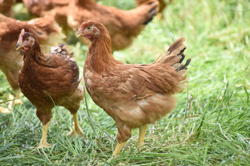 Poule poulet volaille agriculture elevage poulailler bio vert environnement alimentation