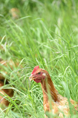 Poule poulet volaille agriculture elevage poulailler bio vert environnement alimentation